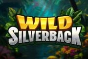 Wild Silverback